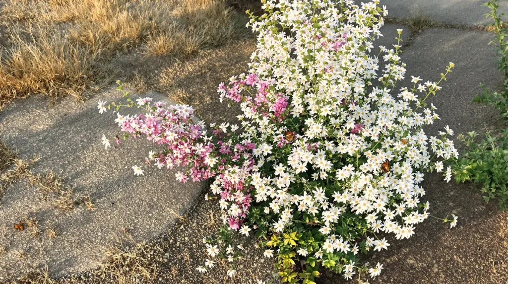 Elle résiste aux canicules sans arrosage et attire les papillons : quand planter cette fleur vedette du jardin ?