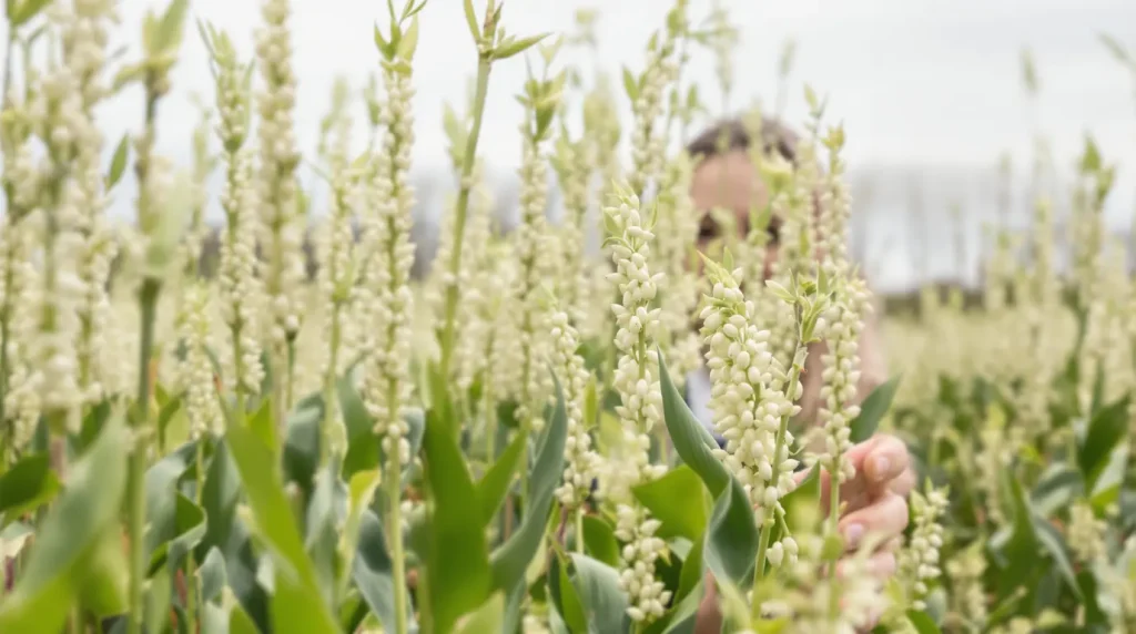 Le saviez-vous. Quelle ville d'Alsace est réputée comme la capitale de l'asperge ?
