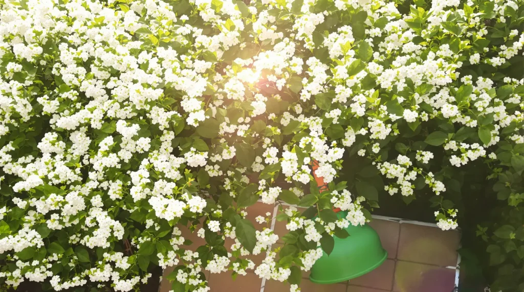 Au jardin, cette petite plante couvre-sol remplace le gazon grillé : presque plus d’arrosage ni de tonte