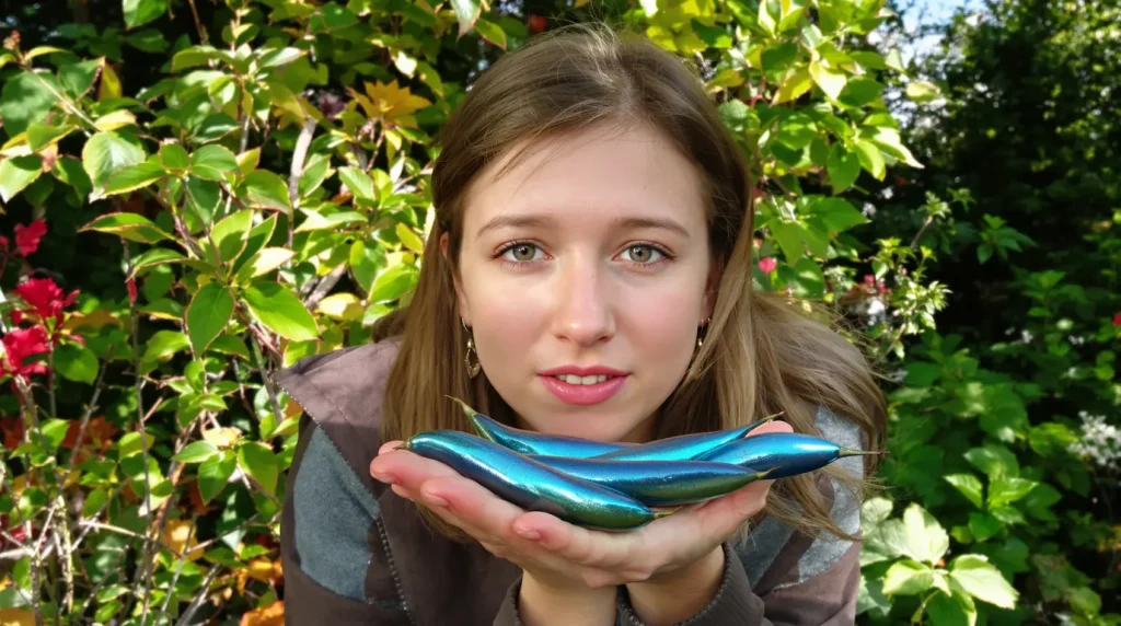 La plante de la semaine : cet arbuste porte des « saucisses » bleues comestibles, et elle pousse facilement en France