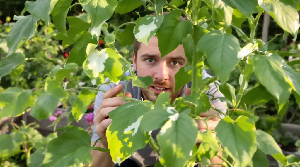 Mes feuilles de tomate blanchissent : causes et solutions