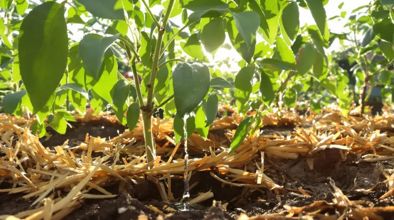 Ni à 7 heures, ni à 8 heures : sous 30°C, le meilleur moment pour arroser vos plantes est…