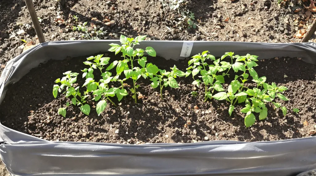 Tout le monde plante ses tomates debout, et c'est précisément pour ça que leurs racines restent trois fois moins développées que celles d'un maraîcher