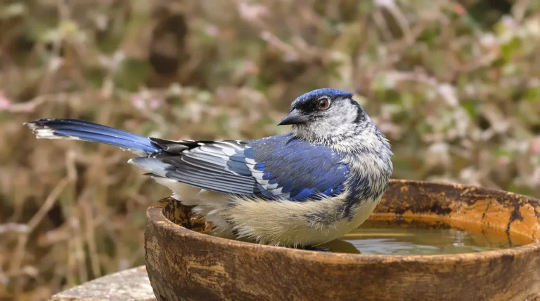Frelon asiatique : cet oiseau du jardin peut protéger vos abeilles en l&rsquo;attirant dès le mois de mars