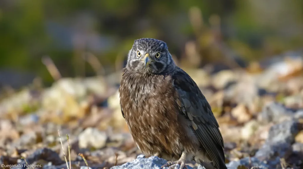 Ils investissent 5 millions de dollars pour relâcher 30 oiseaux rares dans la nature : six mois plus tard, les prédateurs en ont déjà dévoré 29