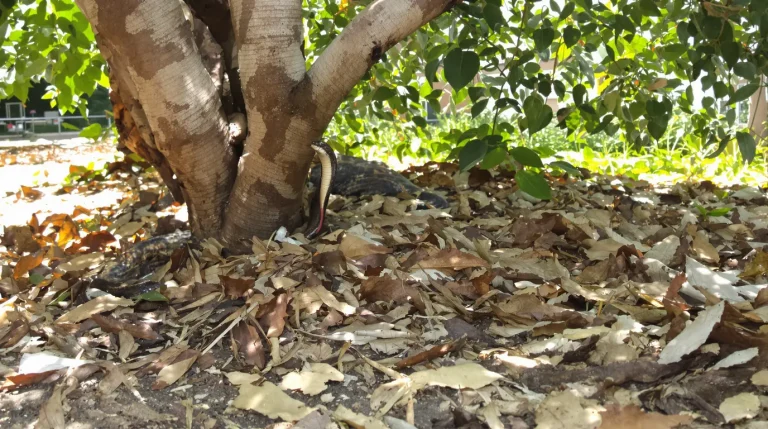 Méfiez-vous : cet arbre fruitier si odorant peut attirer les serpents chez vous