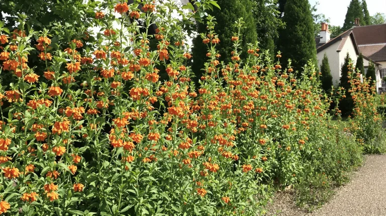 À planter ce printemps : avec cette vivace spectaculaire, un simple massif devient un décor digne d’un jardin d’exception